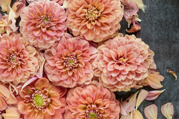 Beautiful dahlia flower heads arranged for a textured background. Peach, pink, salmon, colored flowers.
