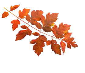 Colorful autumn leaf of Goldenrain Tree isolated on white background.