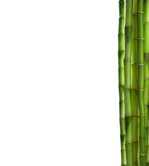 Fototapeta na wymiar Branches of Bamboo isolated on white background.