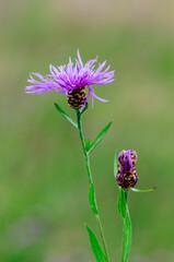 Centaurea jacea brownray knapweed with bud
