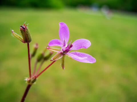 Geranium pratense_Storchschnabel