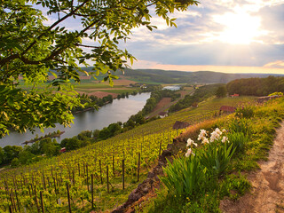 Weinbergterassen zwischen Gambach und  Karlstadt im Naturschutzgebiet Grainberg-Kalbenstein ,...