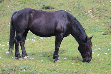 schwarzes Pferd auf einer Wiese in den Bergen