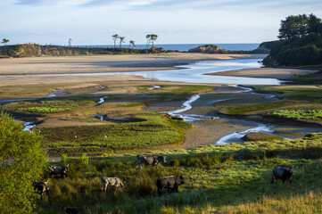 Cows grazing and seagulls flying over a meadow nearby the wetlands of 'La Rabia', Cantabria, Spain