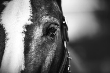 A close up black-and-white portrait of a Bay horse with a halter on its muzzle and a white spot on...