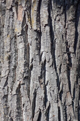 Obraz premium ecorce arbre 