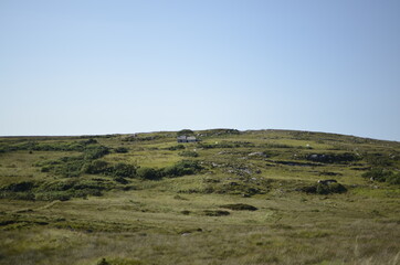 Obraz premium sheep on the hill