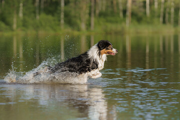 dog jumps into the water. An active pet on the lake. Tricolor australian shepherd