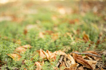 Blurred forest background. Colorful autumn leaves and grass.