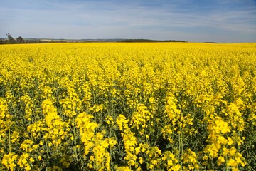 rapeseed field canola or colza in Latin Brassica napus