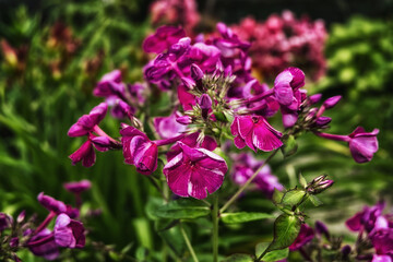 Fototapeta premium flowers in the garden