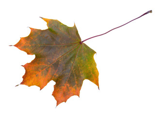 Autumn Maple leaf isolated on white background.