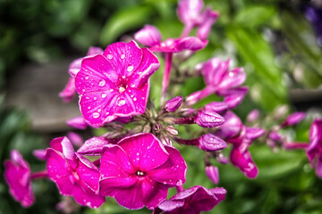 pink flowers in the garden