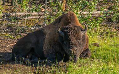 Fototapeta premium buffalo in the grass