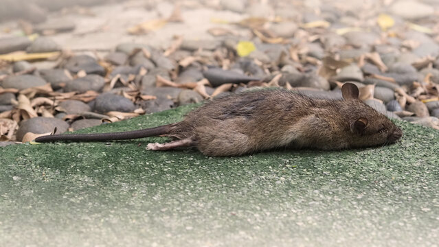 Close-up images of dead rat or mouse which died by rodenticide. the mousy is a small animal that carrier disease, bacteria, germ and pathogen to human in the house. it very unhealthy and unhygienic.