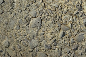 Muschelkalk aus der Trias mit fossilen Muscheln (Myophoria vulgaris)