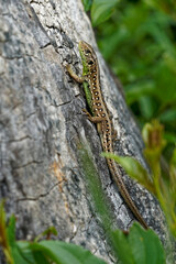 Zauneidechse, Lacerta agilis