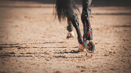 Close-up of the shod hooves of a black elegant horse with a long tail, which quickly runs at a...