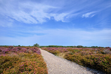 Dunwich Heath on the Suffolk coast