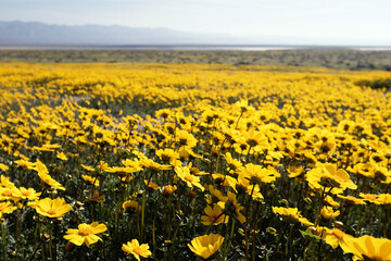 Bigelow's Tickseed blooming in Spring, Carrizo Plain National Monument, California