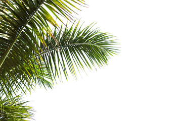 Isolated Palm leaves on white background.