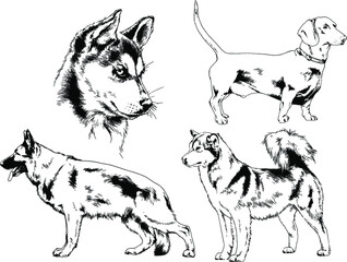 vector drawings sketches pedigree dogs and cats  drawn in ink by hand , objects with no background