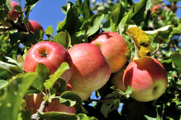 
close-up of ripening red organic apples on apple tree branch