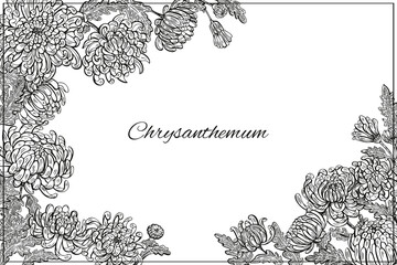 Chrysanthemums flowers
and leaves frame. Graphic hand drawn engraving style. Botanical illustration for packaging, menu cards, posters, prints.