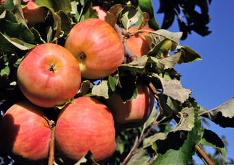 close-up of ripening red organic apples on apple tree branch