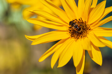 A bee collects nectar from a flower.