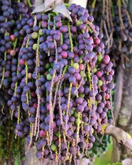 bunch of grapes
