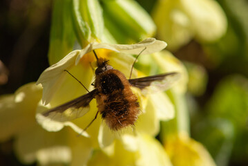 Close-up furry bee fly or humblefly feeding on nectar and pollen