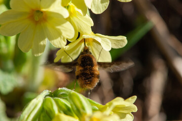Close-up furry bee fly or humblefly feeding on nectar and pollen