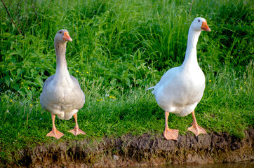 two geese