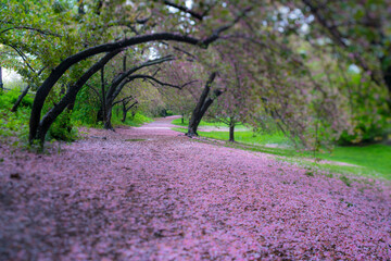Myriad of fallen Cherry petals cover the footpath under the rows of Cherry trees in the rainy morning at Central Park New York City NY USA on May 05 2019.