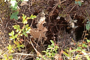 Von einem Wespenbussard (Pernis apivorus) geplündertes Wespennest
