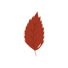 autumn leaves concept, elm leaf icon, flat style