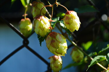 detail of hop cones in the hop field