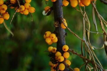 branch of sea buckthorn berries