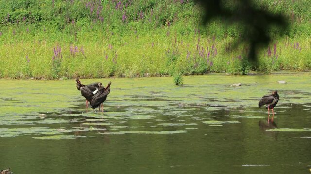 Vier Schwarzst&ouml;rche (Ciconia nigra) am Edersee
