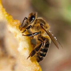 bee or honeybee in Latin Apis Mellifera