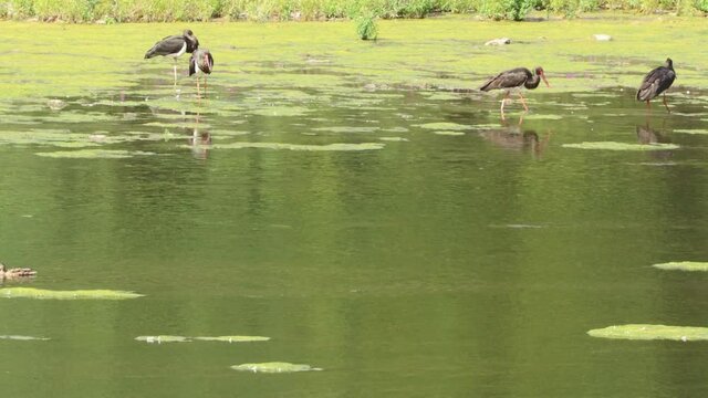 Vier Schwarzst&ouml;rche (Ciconia nigra) am Edersee

