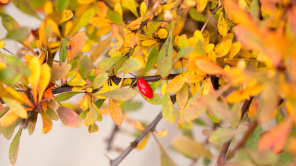 Bright barberry in the fall