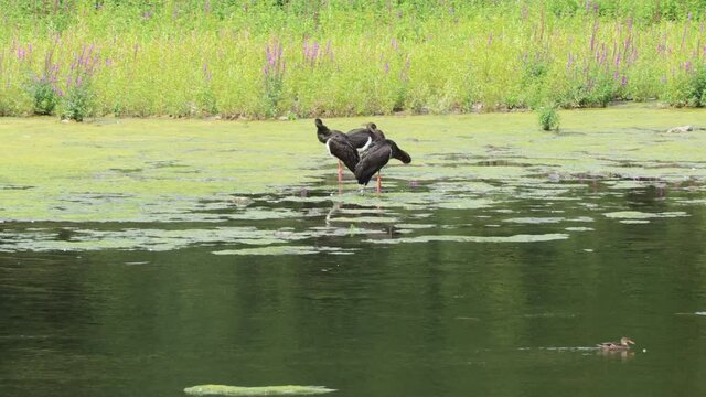 Drei Schwarzst&ouml;rche (Ciconia nigra) am Edersee 