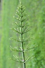 Horsetail field (Equisetum arvense) grows in nature.