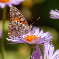 Butterfly sitting on blue flower