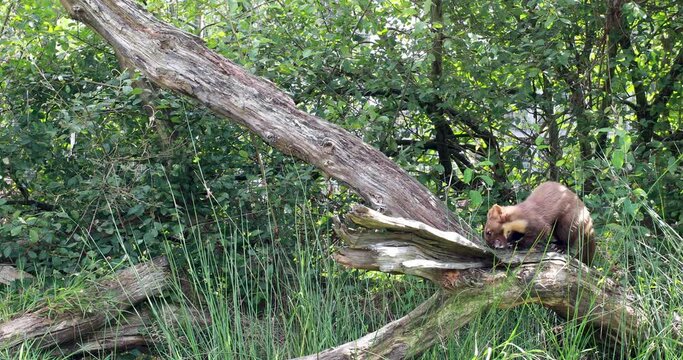pine marten, Martes martes, action wide shots of it moving up and down tree trunk feeding and looking.