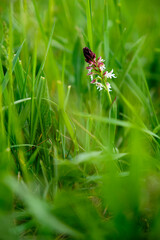 Brandknabenkraut, Orchis ustulata