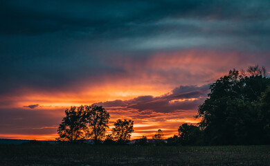 Fototapeta premium sunset in the woods