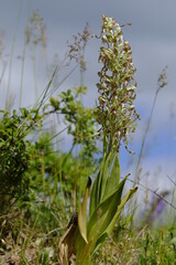 Bocks-Riemenzunge,  Himantoglossum hircinum, Bocksorchis,